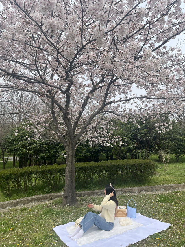 벚꽃 피크닉 🌸 부산 을숙도생태공원에서 여유로운 봄날 보내기