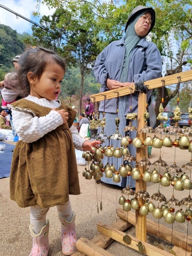 ดอกซารุระเมืองไทย ดอยอ่างขาง จ.เชียงใหม่