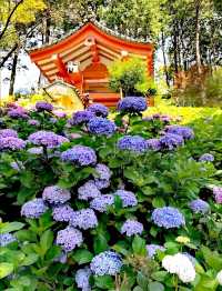 三室戶寺賞繡球花