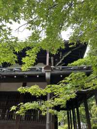 招財貓神社 豪德寺⛩️