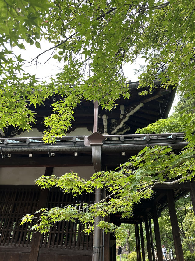 招財貓神社 豪德寺⛩️