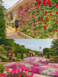 Ashikaga Flower Park สวนดอกไม้ใกล้โตเกียว🌹
