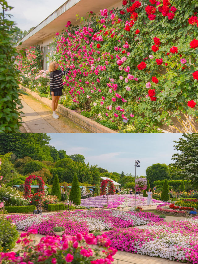 Ashikaga Flower Park สวนดอกไม้ใกล้โตเกียว🌹