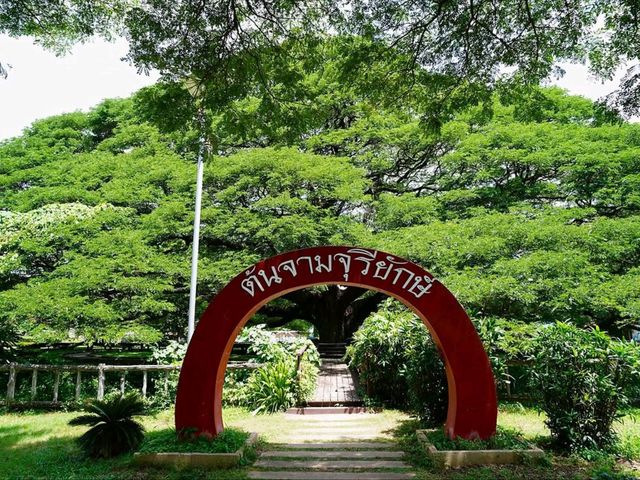 Shade Goals at the Giant Monkey Pod Tree