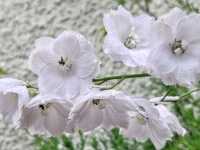 Wildflowers: Nature's Untamed Masterpieces
