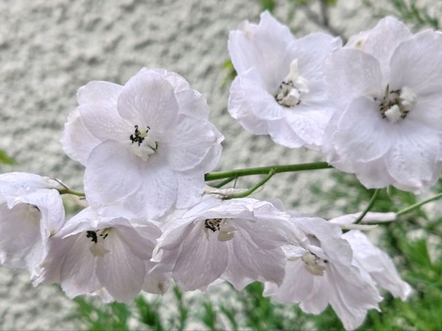 Wildflowers: Nature's Untamed Masterpieces