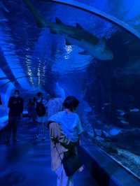Sea Life Bangkok Ocean World จ.กรุงเทพฯ