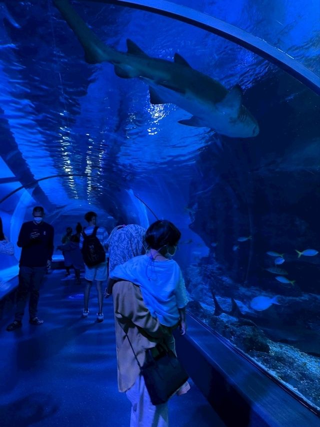 Sea Life Bangkok Ocean World จ.กรุงเทพฯ