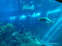 Experience the Ocean under the Big Blue Dome!