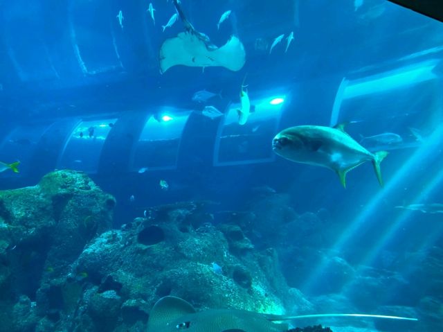 Experience the Ocean under the Big Blue Dome!