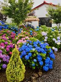 A Rainbow of Blooms in Jeju’s Summer