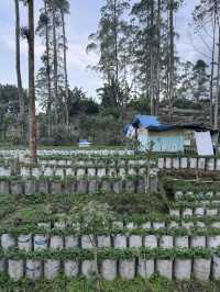 Sweet Escape: Strawberry Picking in Bandung