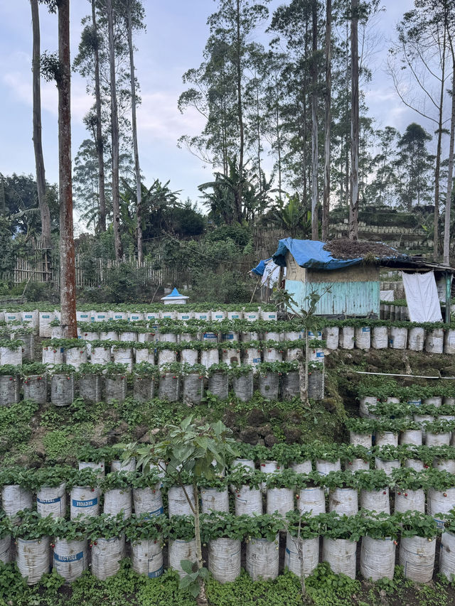 Sweet Escape: Strawberry Picking in Bandung
