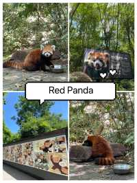 มาดู Red panda กันค่า❤️
