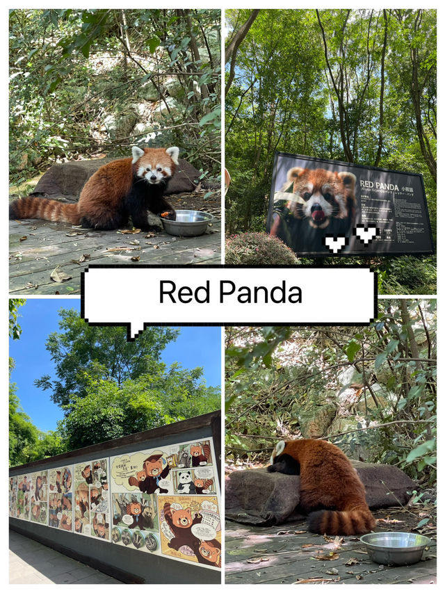 มาดู Red panda กันค่า❤️