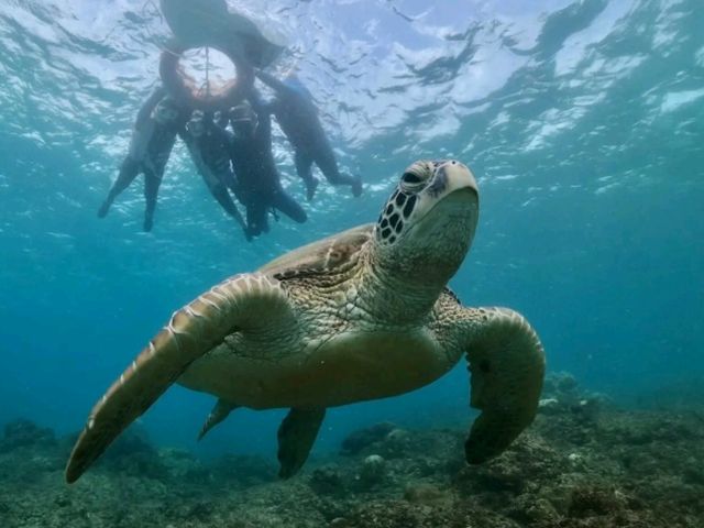 🐢 浮潛天堂就在小琉球｜中澳沙灘 Zhongao Beach，遇見海龜的第一站！