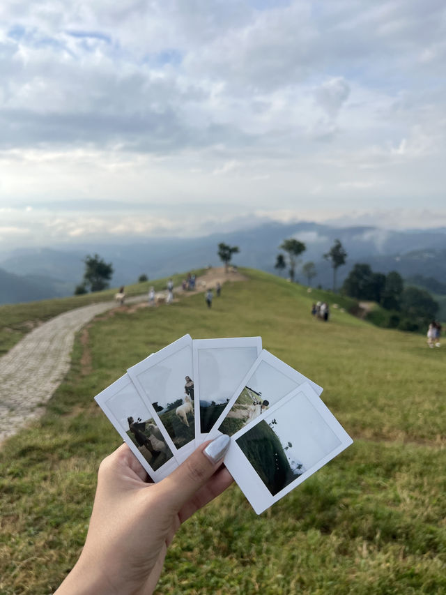 ฟาร์มแกะ ดอยช้าง 🐑