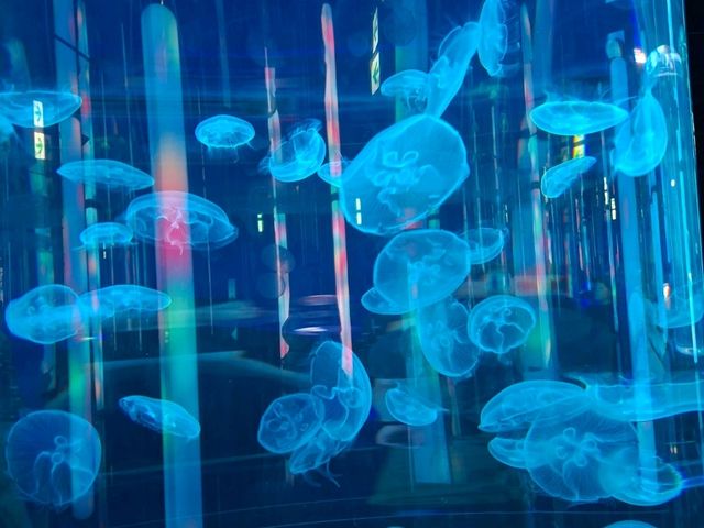 DMM水族館