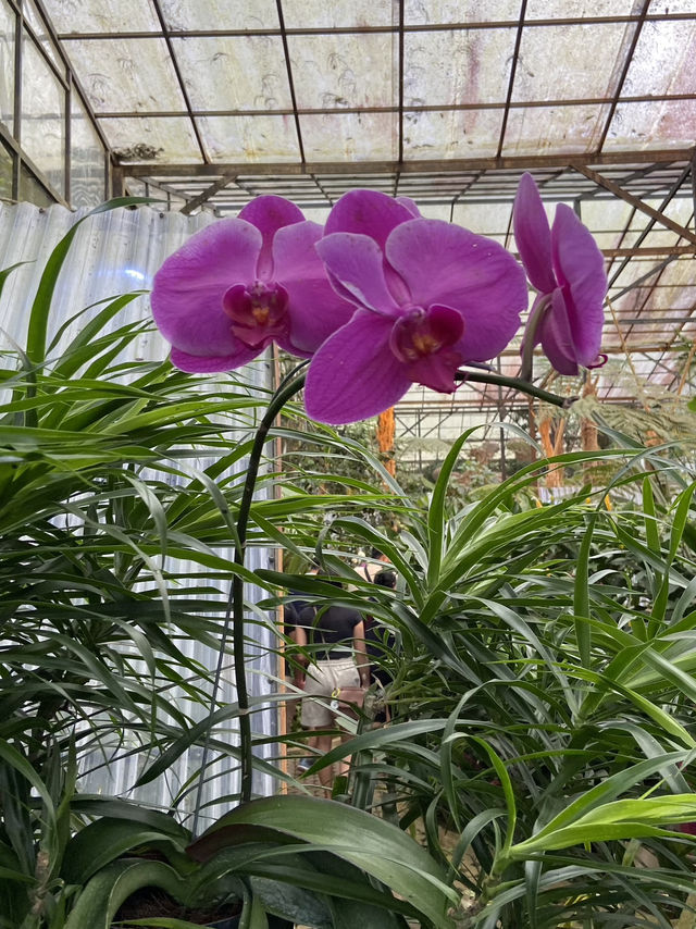 Discovering Serenity: A Journey Through Orchid Forest Cikole
