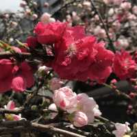 🌸都心の隠れ花見スポット：モモと桜が重なる早稲田鶴巻町🌸