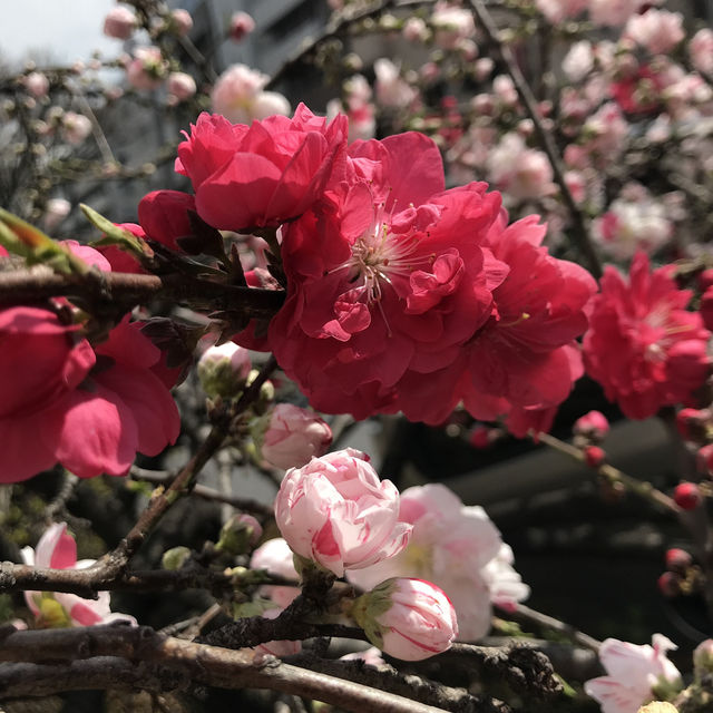 🌸都心の隠れ花見スポット：モモと桜が重なる早稲田鶴巻町🌸