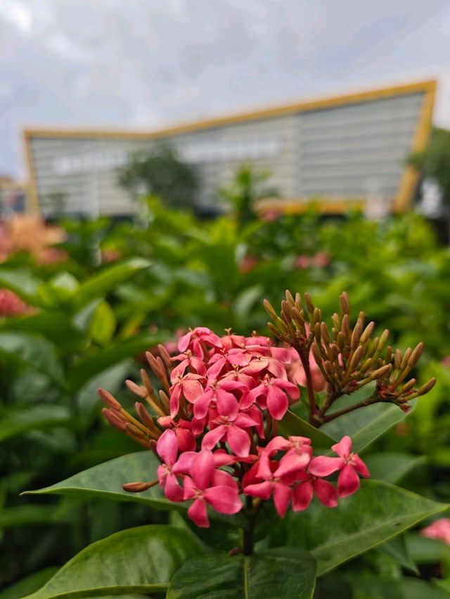 ​綠意盎然的散步路線，親子同樂的遊憩天堂#幸福公園-高雄市林園區