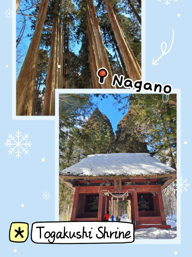 Togakushi Shrine at Nagano 🌲⛩️🏔️