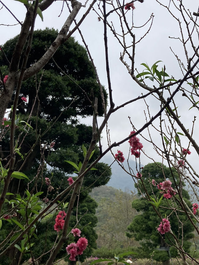 一起來參拜大埔慈山寺的觀音