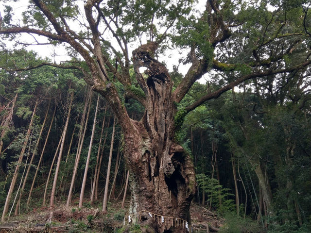 樸實無華的武雄溫泉小鎮