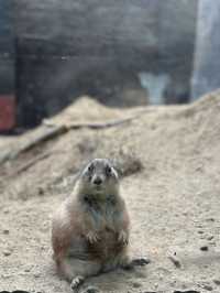 ✨Maruyama Zoo สวนสัตว์ที่เดินทางง่ายใน Sapporo✨