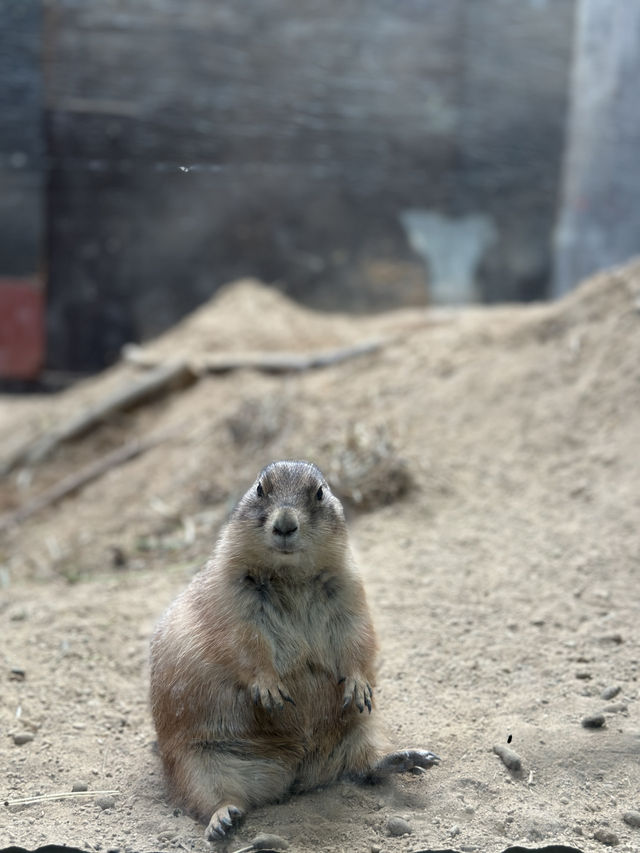 ✨Maruyama Zoo สวนสัตว์ที่เดินทางง่ายใน Sapporo✨