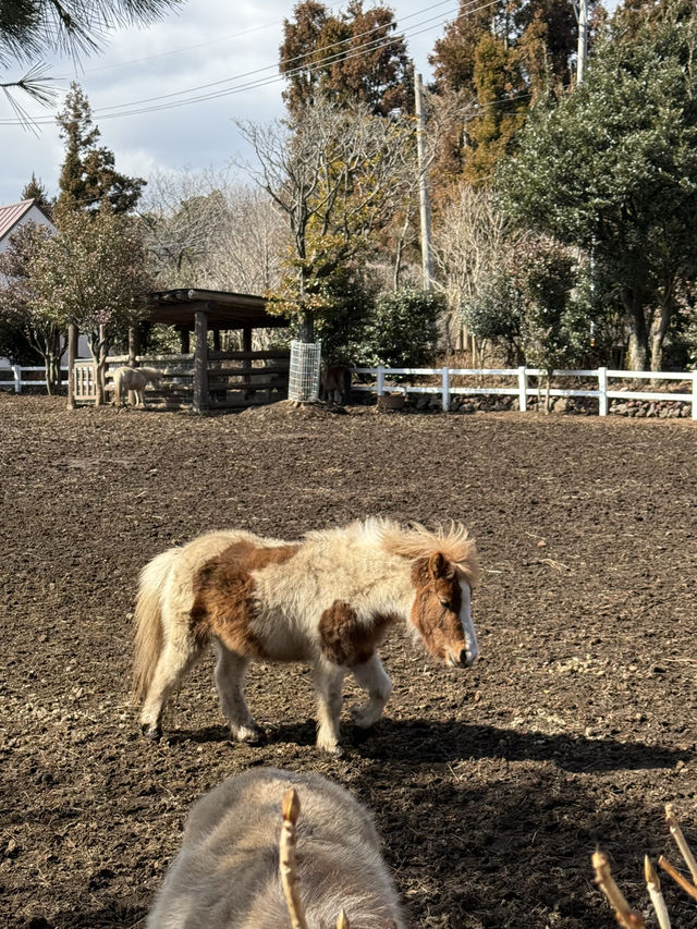 🐐 제주 ‘갈갈팜랜드’ — 동물 먹이주기 체험 🐐 제주 ‘갈갈팜랜드’ — 동물 먹이주기 체험