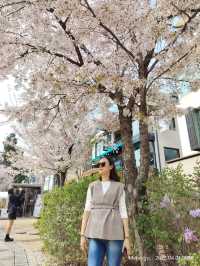 🌸 พักผ่อนหย่อนใจดูซากุระบานที่ฮงแด