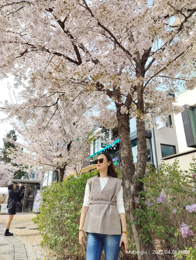🌸 พักผ่อนหย่อนใจดูซากุระบานที่ฮงแด 🌸 พักผ่อนหย่อนใจดูซากุระบานที่ฮงแด
