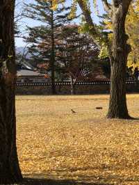 🌿 시간 속을 걷는 곳, 경주 대릉원에서의 추석