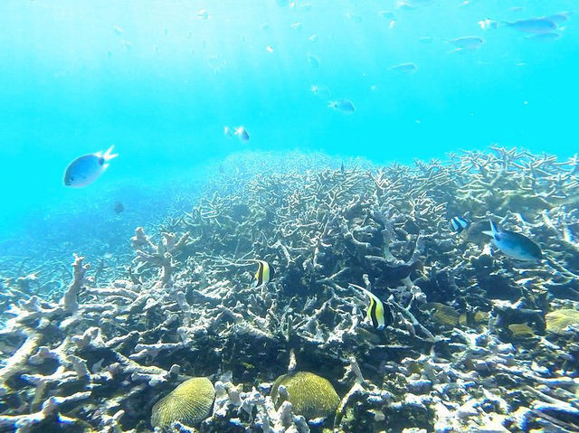 Blue Bay Beach of Mauritius - For fans of snorkeling