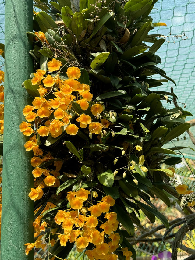 【オーストラリア・ダーウィン】水と緑に癒される「Botanic Garden Fountain」🌿💧🌺