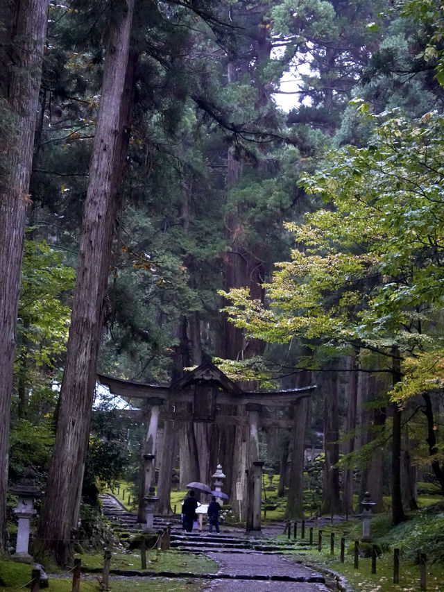 境内を覆う220種の苔  厳かで美しい景観 境内を覆う220種の苔  厳かで美しい景観