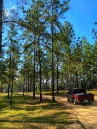 🌲🏞️ Mountain Pine Ridge Forest Reserve – Belize’s Highland Wonderland