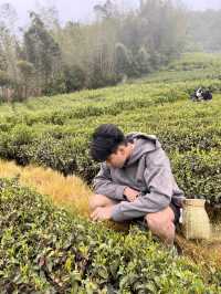 🍃 วันนี้เรามา “เก็บชา” กันที่ 福泉山茶山