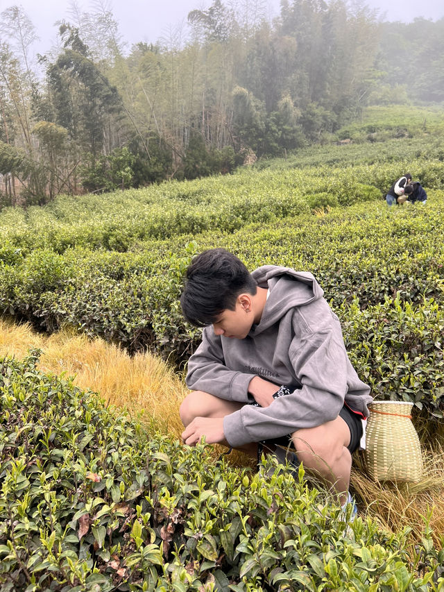 🍃 วันนี้เรามา “เก็บชา” กันที่ 福泉山茶山