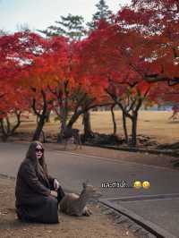 🍂 Autumn in Nara Park🍁🫎