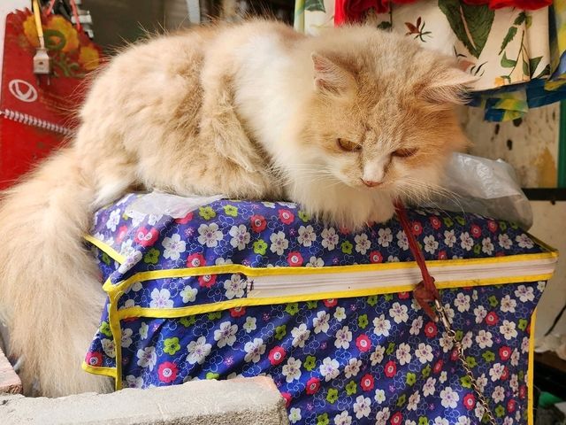 hanoi street hanoi street