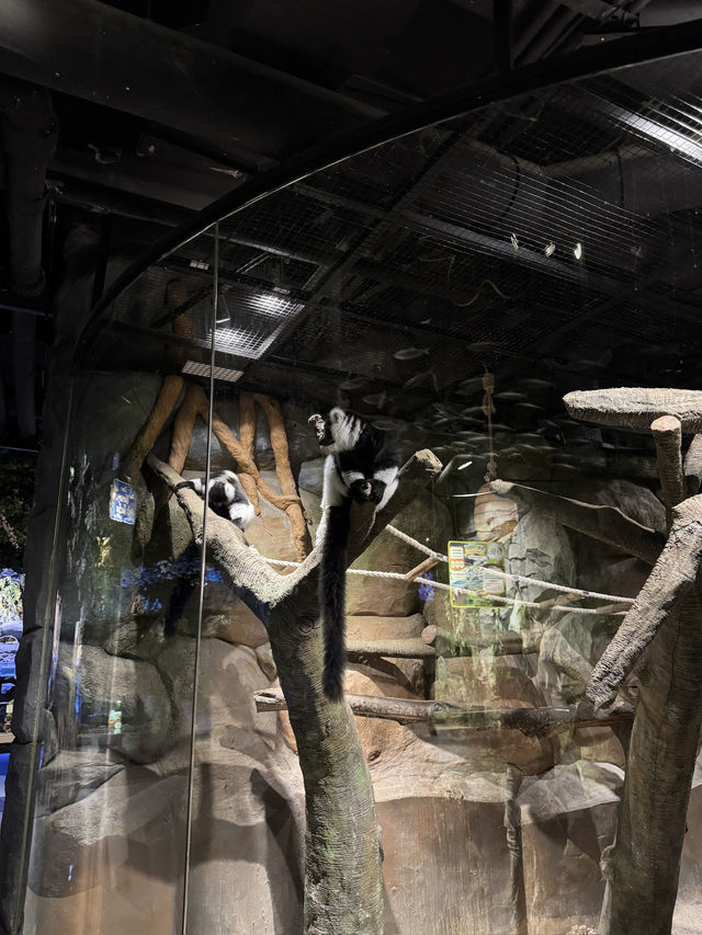 Aquarium Raksasa di Dalam Mall