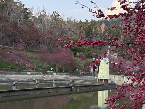 2026年 Swiss Gardenお花見おすすめ| Trip Moments