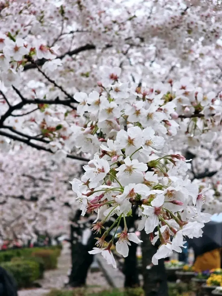 경화역에서 벚꽃을 즐겨보세요 🌸🇰🇷