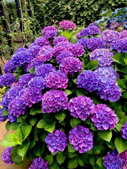 A Hydrangea-Viewing Trip to Visit in June [More Than Just Roses