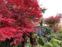 【北海道・小樽】紅葉の中に泊まる🍁 2度訪れたくなった温泉宿「おたる宏楽園」