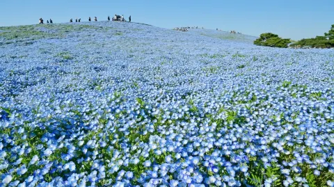 IBARAKI: Japan's Underrated Nature Paradise Near Tokyo! — traveler post in Mito