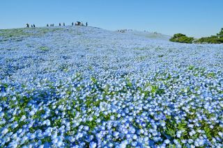 IBARAKI: Japan's Underrated Nature Paradise Near Tokyo!